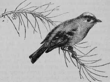 Gold Crested Wren.