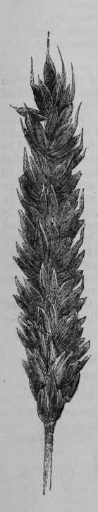 Lammas.