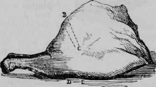 Leg of Mutton.