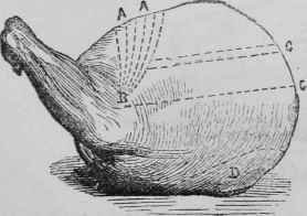 Shoulder of Mutton.