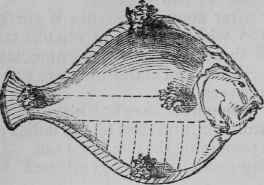 Turbot.