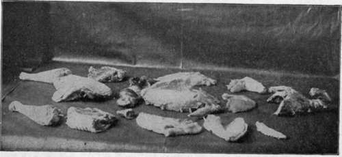 A Fowl Cut Up For Fricassee