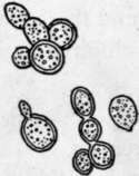 Fig. 15