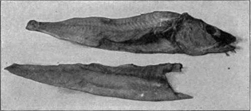 Fillet Cut From Side Of Fish