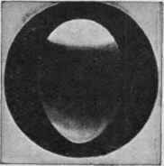 A fertile egg on the fourteenth day