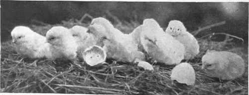 A healthy brood of newly hatched chicks