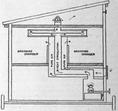A sectional view of the interior of the brooding chamber