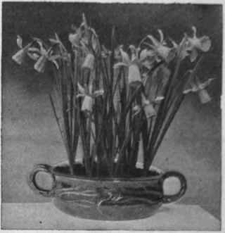 Another pretty bowl of daffodils. If grown in this way the flowers can be brought to perfection in the dwelling room Copyright Messrs. Carter & Co.