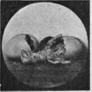 Chicken coming out Copyright, Chas. H. Hearson