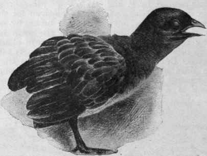 Chicken suffering from gapes