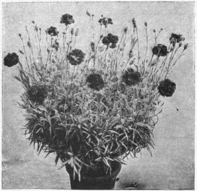 Copyright Britannia Stuart Low