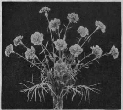 Copyright Lady Dainty