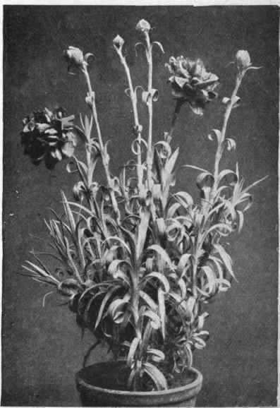 Copyright Princess Juliana Stuart Low