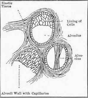 Diagram of air sacs. The oxygen in the air which has passed down through the air passages reaches these sacs and then passes right into the blood.