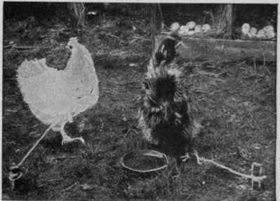 Hens set in the open should be tethered to prevent any possibility of their return to wrong nests