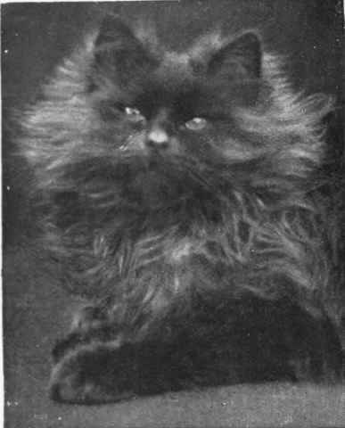 Mrs. Comers black Persian, Sweep of Eversley