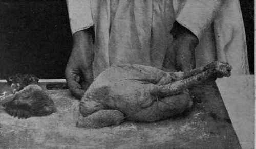 No. 6. The fowl trussed ready for roasting