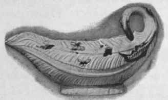 Sauce boat of Chelsea porcelain, moulded in leaf form and painted with flowers and butterflies