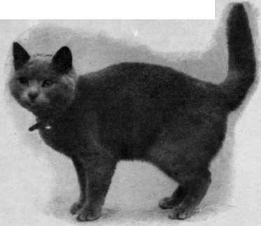 A blue Russian cat of British type, Bred and owned by Mrs. Carew cox