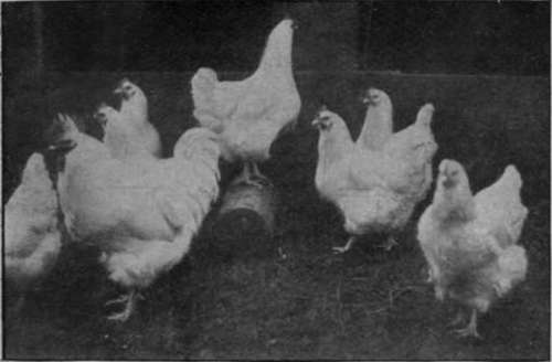 A breeding pen of White Wyandottes