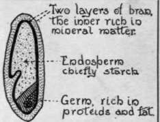 A much magnified section of wheat grain, showing its various parts