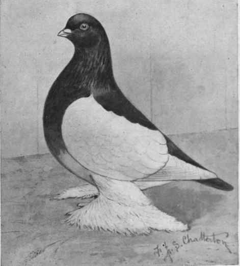 A muffled black saddle long faced tumbler pigeon