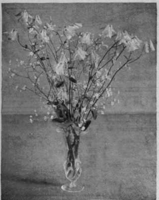 An arrangement distinguished for delicacy of colour and lightness