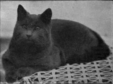 Billy Blue Blazes, a blue Russian cat of the correct foreign type, bred and owned by Mrs.harpur. The handsome and more modern British type lacks the quaint Egyptian appearance of the original breed