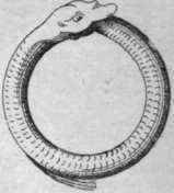 Fig. 5. A gold snake ring. This