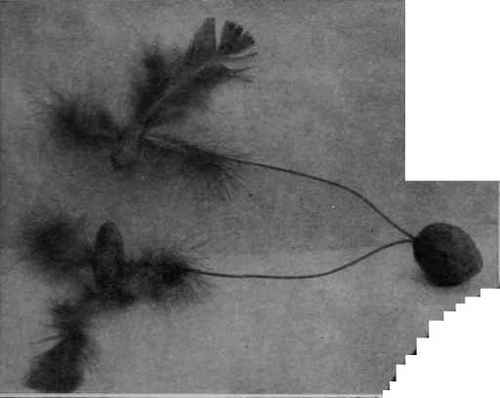 Fighting birds made of nuts, wire, and feathers