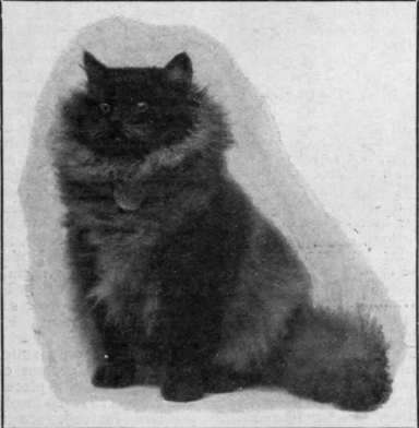 Mrs. Sinkins Smoke Persian cat, Shaiton. A perfect specimen of this beautiful variety, a good example of which is difficult to breed