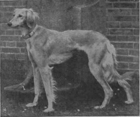 Nefissah, a beautiful specimen of the Gazelle hound. or Slughi. of the Shami or Syrian, variety, bred in England by the Hon