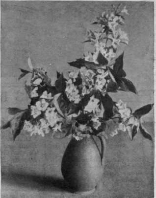 Pink weigelia looks well in an old pottery jug, either alone or in combination with iris square lace table centre is placed on the table,