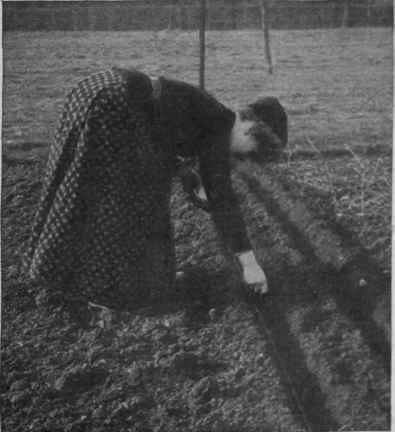Seed sowing in spring