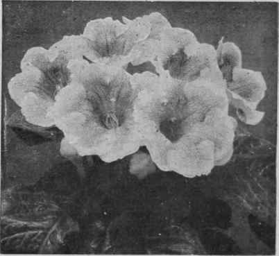 Spotted Gloxinia A beautiful specimen of the spotted gloxinia in full bloom.