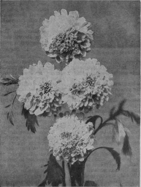 The Bride, a beautiful white variety of scabious that combines effectively with flowers of deep yellow tints