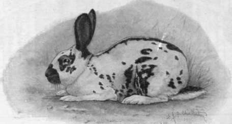 The English rabbit, formerly known as the butterfly rabbit, or spotted butterfly rabbit, from the distinctive marking on the nose