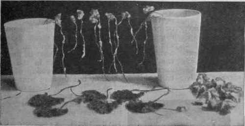 The final drying is accomplished by stringing the flowers upon wire stretched between two tumblers
