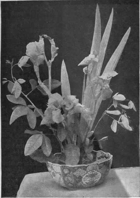A group of iris and foliage. An excellent study for a needlework panel