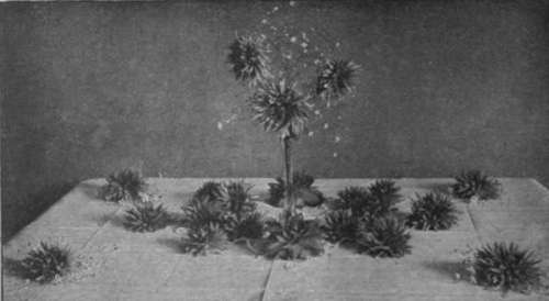 A table decoration for which bright red cactus dahlias are used in combination with gypsophila. No other colour than that of the dahlias should be used. The effect of the scheme is brilliant, yet harmonious