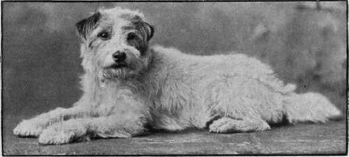 Caesar, the late King Edward's favourite dog and constant companion, is a wire haired terrier bred by her