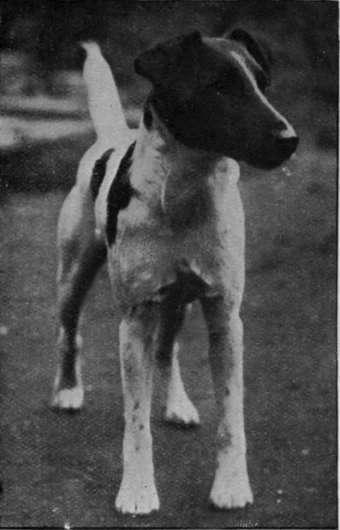 Camp Washington, sire Champion Oxonian, dam Camp