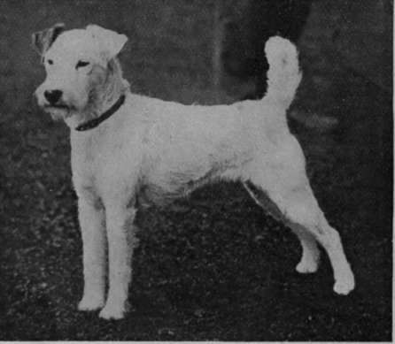 Champion Dusky Siren   probably the very best of her sex ever exhibited. She was bred by Mr. Redmond, and bought by Miss Hatfeild, for whom she won many prizes