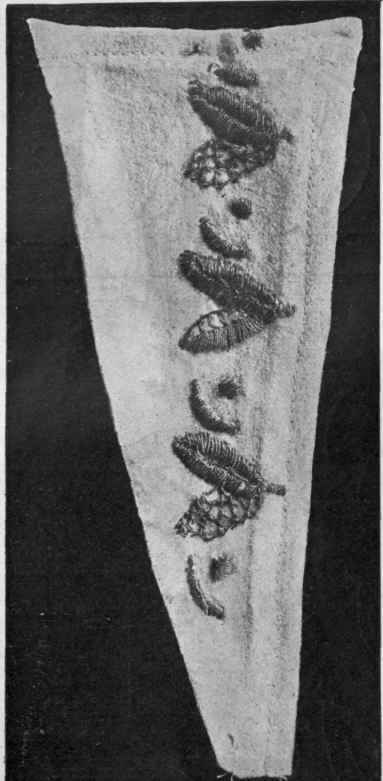 Fig. 5. A portion of the Durbar embroidery design suitable for the lapel of a coat, to be worked in gold thread