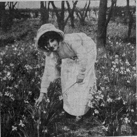 Gathering narcissi for market. Spring bulbs are a profitable crop, and entail but little labour and expense. The bulbs are planted in the autumn and the
