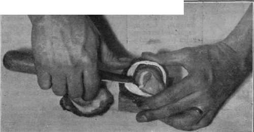 How To Open And Serve Oysters 400806