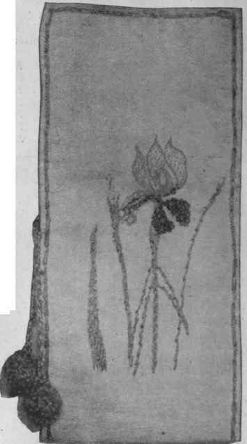 How the iris can be adapted successfully for a decorative piece of needlework. This design shows the value of careful selection on the part of the worker.