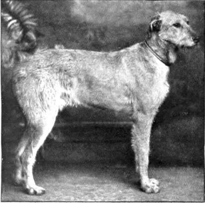 Irish wolfhound dog. one of a breed famous in ancient history, and for a time threatened with extinction, but now restored to its pristine glory