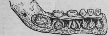 Milk teeth in right half of lower jaw. Section to display bags in which second set are contained