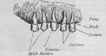 Milk teeth in right half of upper jaw